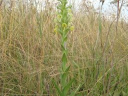 Habenaria epipactidea leaves